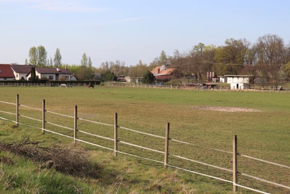 Valy, 18.4.2020
Pastvina u Struhy.
Klíčová slova: Valy pastvina