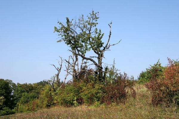 Valy, 19.9.2009
Mrtvé třešně ve zpustlém sadu na svahu na východním okraji obce.
Mots-clés: Valy Anthaxia candens