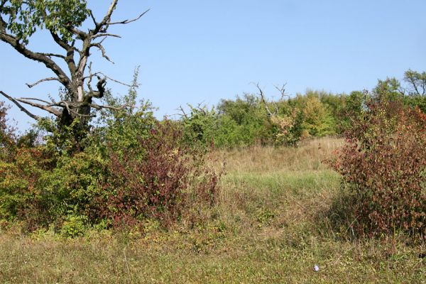 Valy, 19.9.2009
Mrtvé třešně ve zpustlém sadu na svahu na východním okraji obce.
Schlüsselwörter: Valy Anthaxia candens