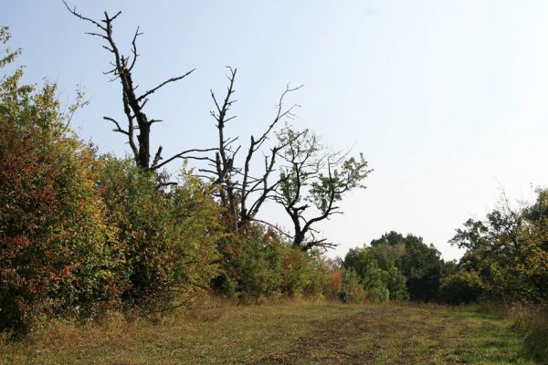 Valy, 19.9.2009
Mrtvé třešně ve zpustlém sadu na svahu na východním okraji obce.
Schlüsselwörter: Valy Anthaxia candens