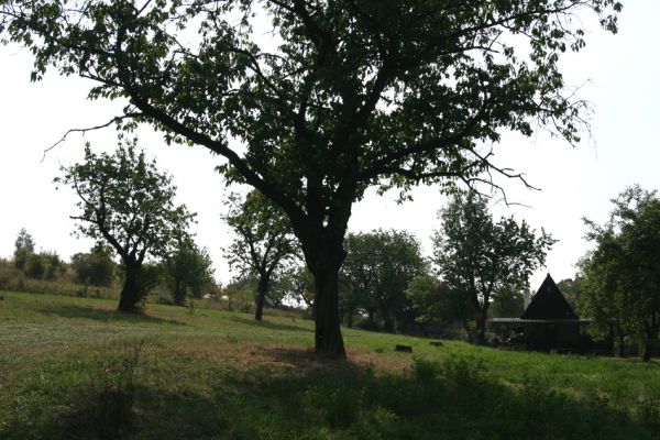 Valy, 19.9.2009
Třešeň v sadu na svahu na východním okraji obce.
Schlüsselwörter: Valy Anthaxia candens