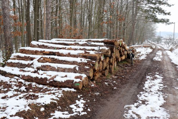 Vápno, 10.1.2021
Vápno, les U Aničky. 
Mots-clés: Vápno les U Aničky Stenagostus rhombeus