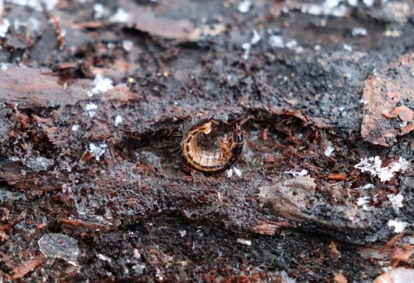 Vápno, 10.1.2021
Vápno, les U Aničky. Larva kovaříka Stenagostus rhombeus pod kůrou pokácené borovice.
Klíčová slova: Vápno les U Aničky Stenagostus rhombeus