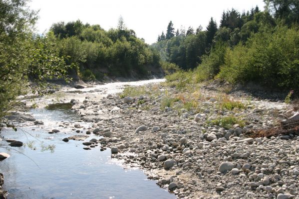 Vavrišovo, 3.8.2013
Štěrkové náplavy v meandrech řeky Belé pod autokempem.



Schlüsselwörter: Vavrišovo Belá Zorochros dermestoides meridionalis