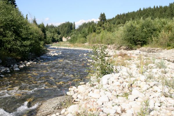 Vavrišovo, 3.8.2013
Štěrkové náplavy v meandrech řeky Belé pod autokempem.



Klíčová slova: Vavrišovo Belá Zorochros dermestoides meridionalis