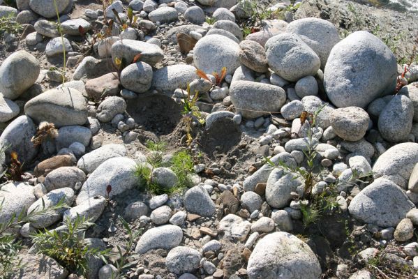 Vavrišovo, 3.8.2013
Štěrkové náplavy v meandrech řeky Belé pod autokempem.



Klíčová slova: Vavrišovo Belá Zorochros dermestoides meridionalis