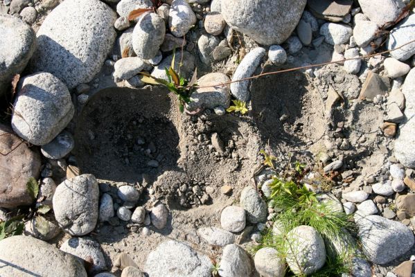 Vavrišovo, 3.8.2013
Štěrkové náplavy v meandrech řeky Belé pod autokempem.



Klíčová slova: Vavrišovo Belá Zorochros meridionalis