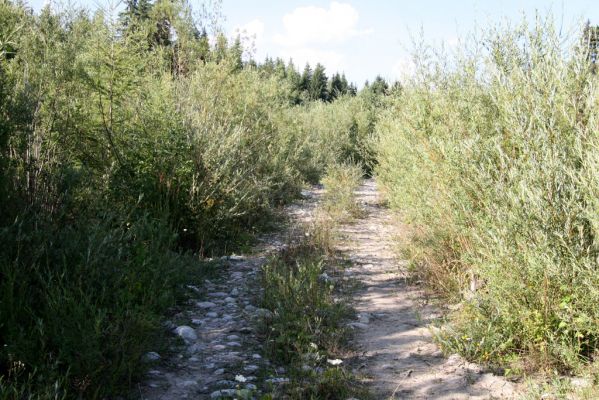 Vavrišovo, 3.8.2013
Štěrkové náplavy v meandrech řeky Belé pod autokempem.



Schlüsselwörter: Vavrišovo Belá Zorochros meridionalis