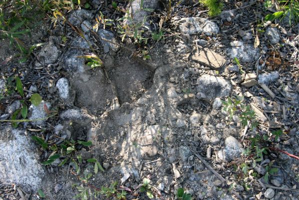 Vavrišovo, 3.8.2013
Štěrkové náplavy v meandrech řeky Belé pod autokempem.


Schlüsselwörter: Vavrišovo Belá Zorochros meridionalis