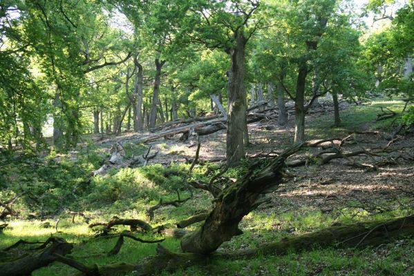 Veľký Klíž, 21.5.2016
Suťový les na vrchu Veľká Suchá. 
Schlüsselwörter: Veľký Klíž vrch Veľká Suchá