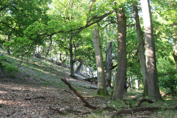 Veľký Klíž, 21.5.2016
Suťový les na vrchu Veľká Suchá.
Schlüsselwörter: Veľký Klíž vrch Veľká Suchá