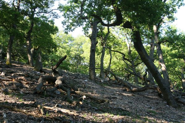 Veľký Klíž, 21.5.2016
Suťový les na vrchu Veľká Suchá.


Mots-clés: Veľký Klíž vrch Veľká Suchá