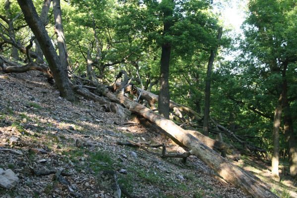 Veľký Klíž, 21.5.2016
Suťový les na vrchu Veľká Suchá.
Klíčová slova: Veľký Klíž vrch Veľká Suchá Menephilus cylindricus