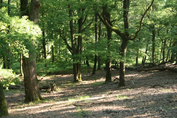 Veľký Klíž, 21.5.2016
Suťový les na vrchu Veľká Suchá.
Klíčová slova: Veľký Klíž vrch Veľká Suchá