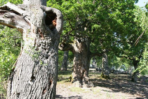 Veľký Klíž, 21.5.2016
Suťový les na vrchu Veľká Suchá - jihovýchodní svah.
Klíčová slova: Veľký Klíž vrch Veľká Suchá