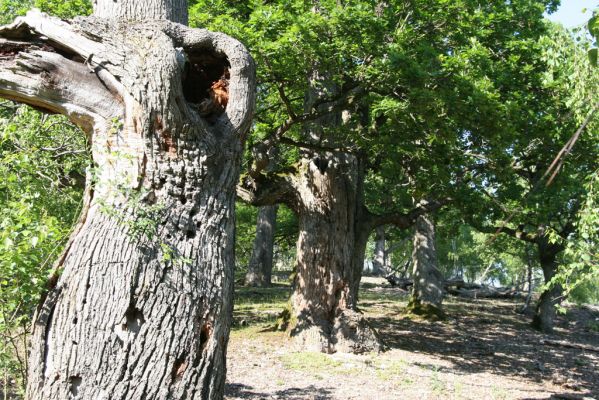 Veľký Klíž, 21.5.2016
Suťový les na vrchu Veľká Suchá - jihovýchodní svah.
Schlüsselwörter: Veľký Klíž vrch Veľká Suchá