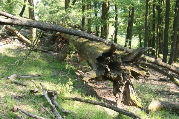 Veľký Klíž, 21.5.2016
Suťový les na vrchu Veľká Suchá - jihovýchodní svah.
Schlüsselwörter: Veľký Klíž vrch Veľká Suchá