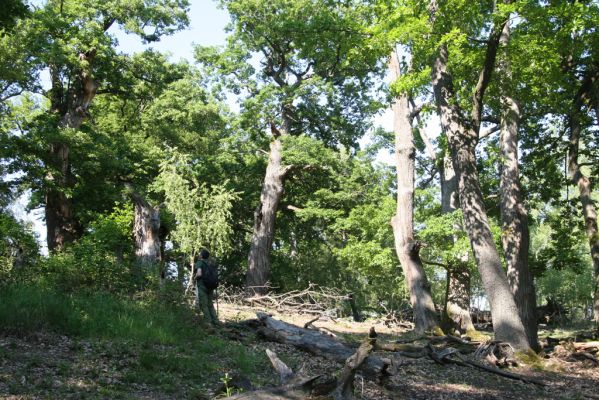 Veľký Klíž, 21.5.2016
Suťový les na vrchu Veľká Suchá - jihovýchodní svah.
Klíčová slova: Veľký Klíž vrch Veľká Suchá