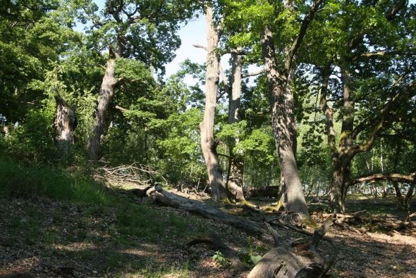 Veľký Klíž, 21.5.2016
Suťový les na vrchu Veľká Suchá - jihovýchodní svah.
Klíčová slova: Veľký Klíž vrch Veľká Suchá