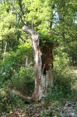 Veľký Klíž, 21.5.2016
Suťový les na vrchu Veľká Suchá - jihovýchodní svah.
Klíčová slova: Veľký Klíž vrch Veľká Suchá