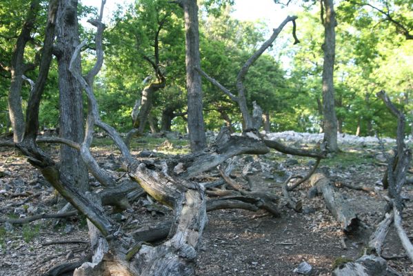 Veľký Klíž, 21.5.2016
Suťový les na vrchu Veľká Suchá.
Klíčová slova: Veľký Klíž vrch Veľká Suchá Menephilus cylindricus