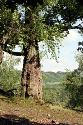 Veľký Klíž, 21.5.2016
Suťový les na vrchu Veľká Suchá - jihovýchodní svah.
Klíčová slova: Veľký Klíž vrch Veľká Suchá