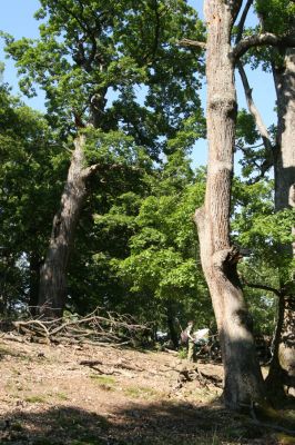 Veľký Klíž, 21.5.2016
Suťový les na vrchu Veľká Suchá - jihovýchodní svah.
Klíčová slova: Veľký Klíž vrch Veľká Suchá
