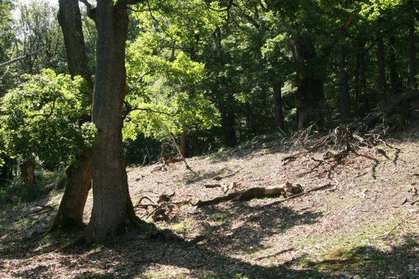 Veľký Klíž, 21.5.2016
Suťový les na vrchu Veľká Suchá - jihovýchodní svah.
Schlüsselwörter: Veľký Klíž vrch Veľká Suchá