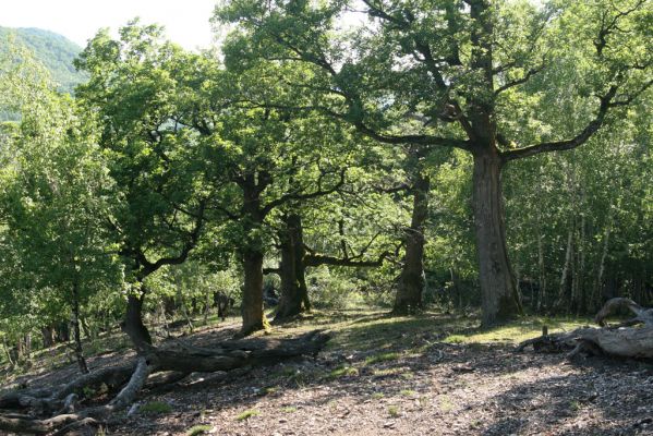 Veľký Klíž, 21.5.2016
Suťový les na vrchu Veľká Suchá - jihovýchodní svah.
Keywords: Veľký Klíž vrch Veľká Suchá