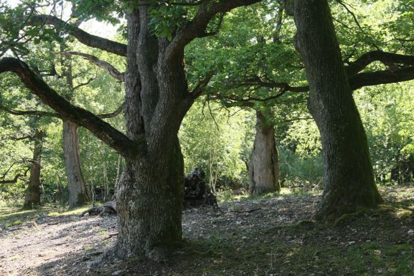 Veľký Klíž, 21.5.2016
Suťový les na vrchu Veľká Suchá - jihovýchodní svah.
Keywords: Veľký Klíž vrch Veľká Suchá