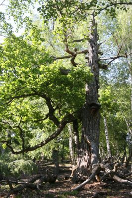 Veľký Klíž, 21.5.2016
Suťový les na vrchu Veľká Suchá - jihovýchodní svah.
Schlüsselwörter: Veľký Klíž vrch Veľká Suchá