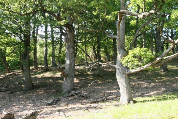 Veľký Klíž, 21.5.2016
Suťový les na vrchu Veľká Suchá - jihovýchodní svah.
Keywords: Veľký Klíž vrch Veľká Suchá