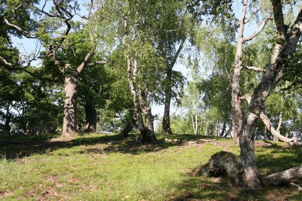 Veľký Klíž, 21.5.2016
Suťový les na vrchu Veľká Suchá - jihovýchodní svah.
Klíčová slova: Veľký Klíž vrch Veľká Suchá
