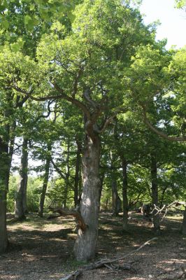 Veľký Klíž, 21.5.2016
Suťový les na vrchu Veľká Suchá - jihovýchodní svah.
Keywords: Veľký Klíž vrch Veľká Suchá