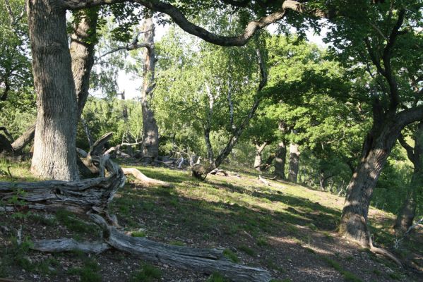 Veľký Klíž, 21.5.2016
Suťový les na vrchu Veľká Suchá - jihovýchodní svah.
Klíčová slova: Veľký Klíž vrch Veľká Suchá