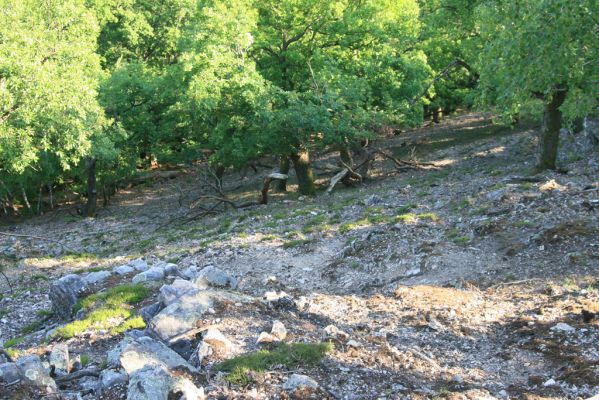 Veľký Klíž, 21.5.2016
Suťový les na vrchu Veľká Suchá - jihovýchodní svah.
Klíčová slova: Veľký Klíž vrch Veľká Suchá