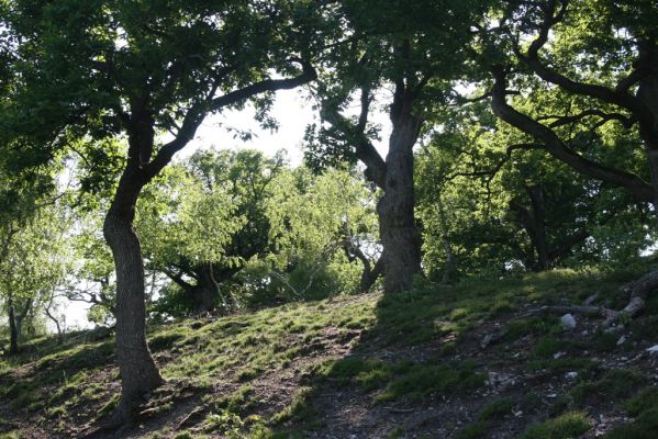 Veľký Klíž, 21.5.2016
Suťový les na vrchu Veľká Suchá - jihovýchodní svah.
Klíčová slova: Veľký Klíž vrch Veľká Suchá