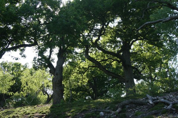 Veľký Klíž, 21.5.2016
Suťový les na vrchu Veľká Suchá - jihovýchodní svah.
Keywords: Veľký Klíž vrch Veľká Suchá