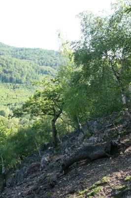 Veľký Klíž, 21.5.2016
Suťový les na vrchu Veľká Suchá - jihovýchodní svah.
Schlüsselwörter: Veľký Klíž vrch Veľká Suchá