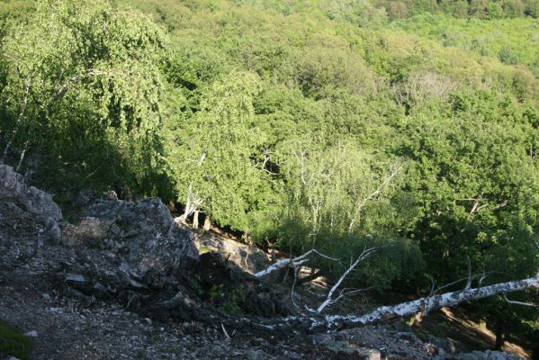 Veľký Klíž, 21.5.2016
Suťový les na vrchu Veľká Suchá - jihovýchodní svah.
Schlüsselwörter: Veľký Klíž vrch Veľká Suchá