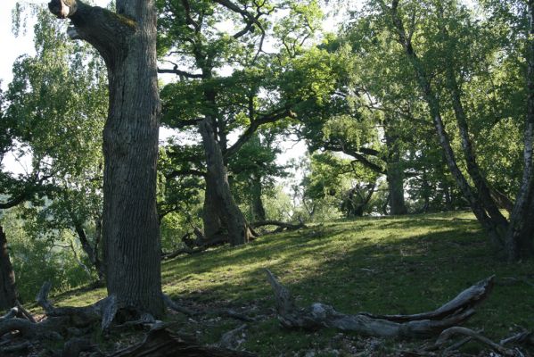 Veľký Klíž, 21.5.2016
Suťový les na vrchu Veľká Suchá - jihovýchodní svah.
Klíčová slova: Veľký Klíž vrch Veľká Suchá