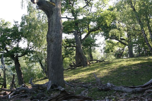 Veľký Klíž, 21.5.2016
Suťový les na vrchu Veľká Suchá - jihovýchodní svah.
Mots-clés: Veľký Klíž vrch Veľká Suchá