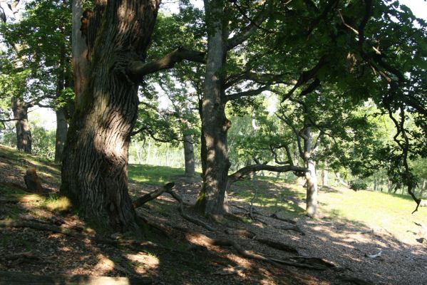 Veľký Klíž, 21.5.2016
Suťový les na vrchu Veľká Suchá - jihovýchodní svah.
Keywords: Veľký Klíž vrch Veľká Suchá