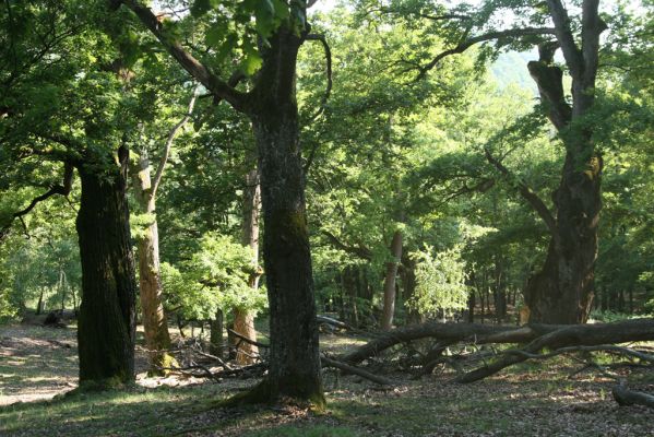 Veľký Klíž, 21.5.2016
Suťový les na vrchu Veľká Suchá - jihovýchodní svah.
Klíčová slova: Veľký Klíž vrch Veľká Suchá