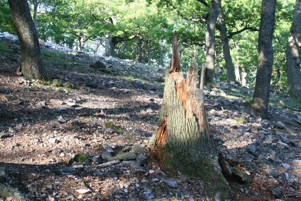 Veľký Klíž, 21.5.2016
Suťový les na vrchu Veľká Suchá. Pahýl dubu osídlený kovaříky Lacon querceus, Ampedus hjorti a Ampedus cardinalis.
Klíčová slova: Veľký Klíž vrch Veľká Suchá Lacon querceus Ampedus hjorti cardinalis