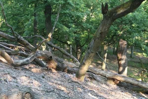 Veľký Klíž, 21.5.2016
Suťový les na vrchu Veľká Suchá.
Mots-clés: Veľký Klíž vrch Veľká Suchá Menephilus cylindricus