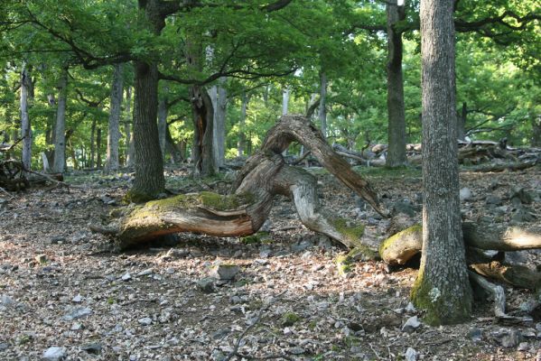 Veľký Klíž, 21.5.2016
Suťový les na vrchu Veľká Suchá.
Klíčová slova: Veľký Klíž vrch Veľká Suchá