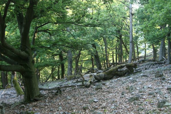 Veľký Klíž, 21.5.2016
Suťový les na vrchu Veľká Suchá.
Klíčová slova: Veľký Klíž vrch Veľká Suchá