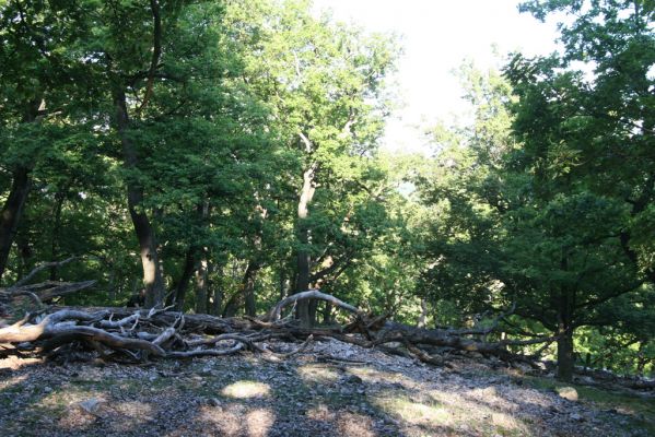 Veľký Klíž, 21.5.2016
Suťový les na vrchu Veľká Suchá.
Klíčová slova: Veľký Klíž vrch Veľká Suchá Menephilus cylindricus