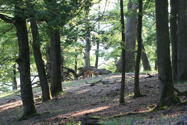 Veľký Klíž, 21.5.2016
Suťový les na vrchu Veľká Suchá.
Klíčová slova: Veľký Klíž vrch Veľká Suchá